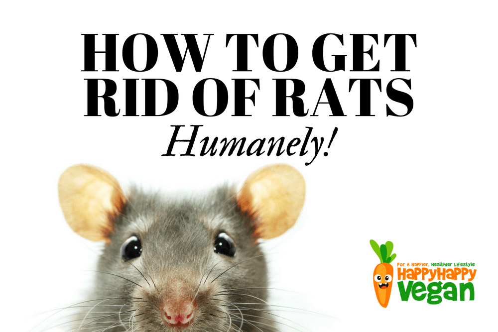 How To Get Rid Of Rats Humanely: No-Kill Solutions To Rodent Problems